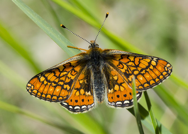 Euphydryas provincialis...